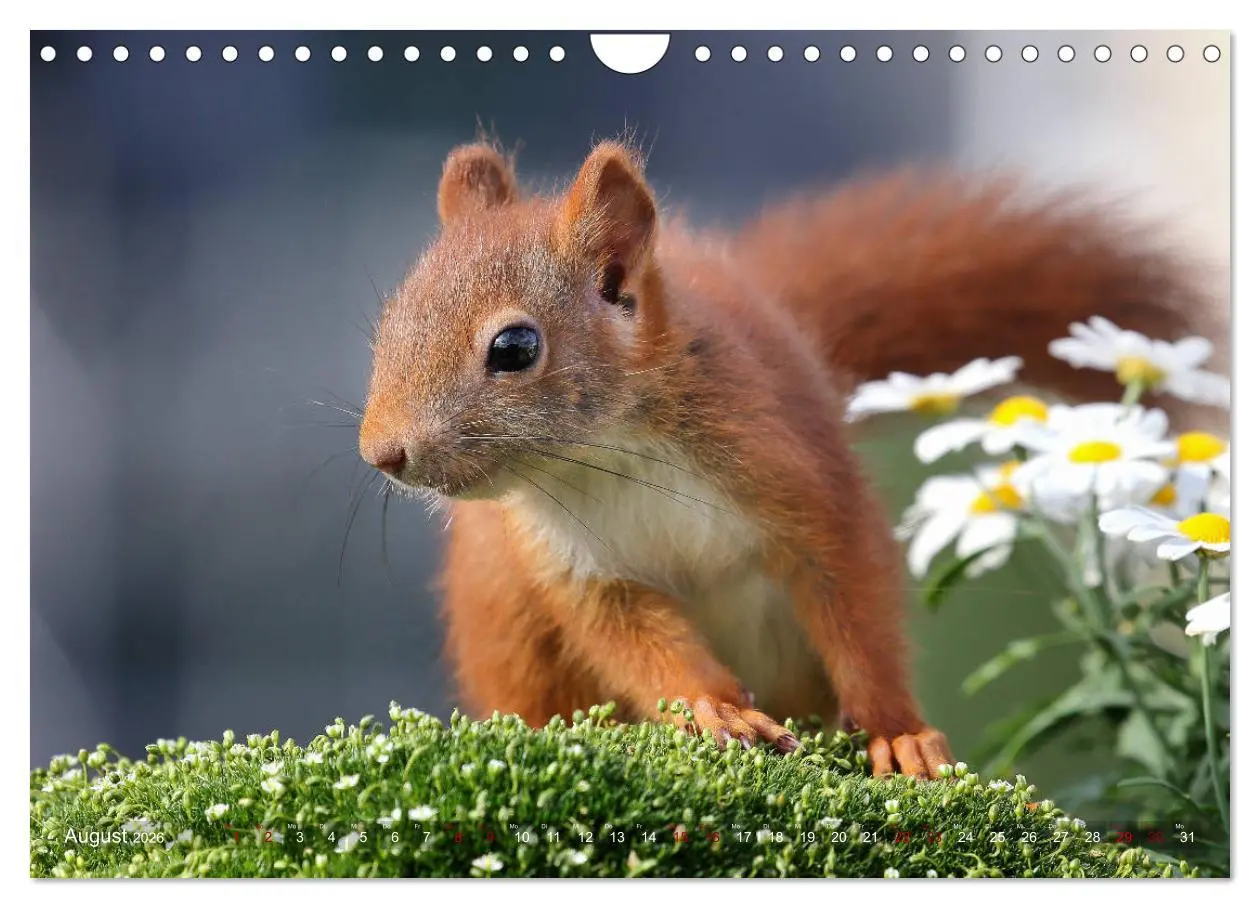 Bild: 9783457884096 | Eichhörnchen Momentaufnahmen fürs Herz (Wandkalender 2026 DIN A4...