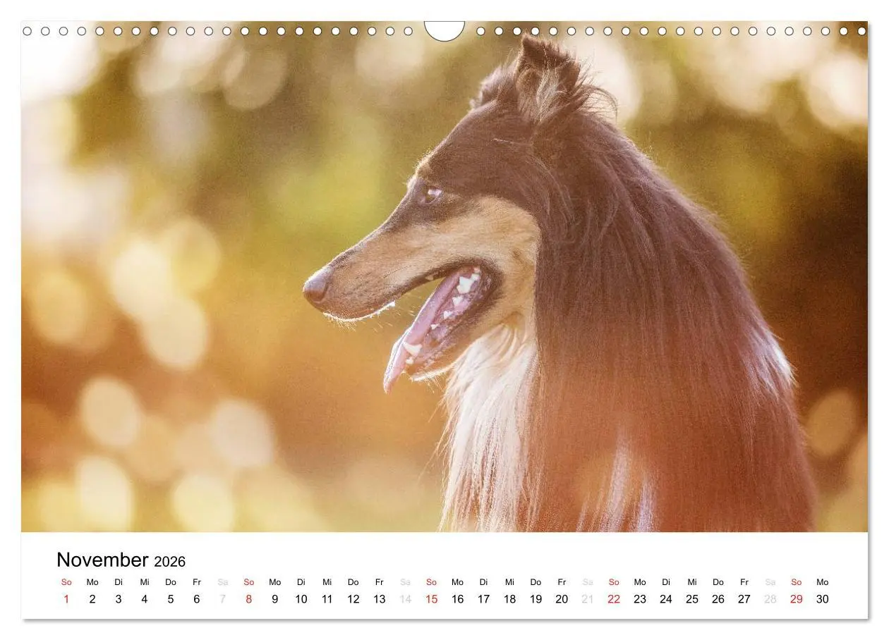 Bild: 9783516034196 | Collies 2026 in Kurz- und Langhaar (Wandkalender 2026 DIN A3 quer),...
