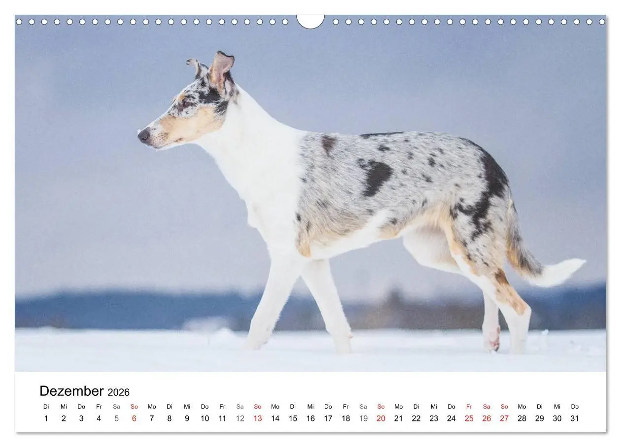 Bild: 9783516034196 | Collies 2026 in Kurz- und Langhaar (Wandkalender 2026 DIN A3 quer),...