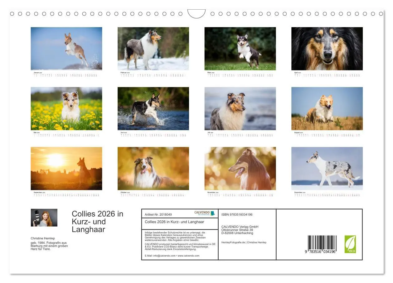 Bild: 9783516034196 | Collies 2026 in Kurz- und Langhaar (Wandkalender 2026 DIN A3 quer),...