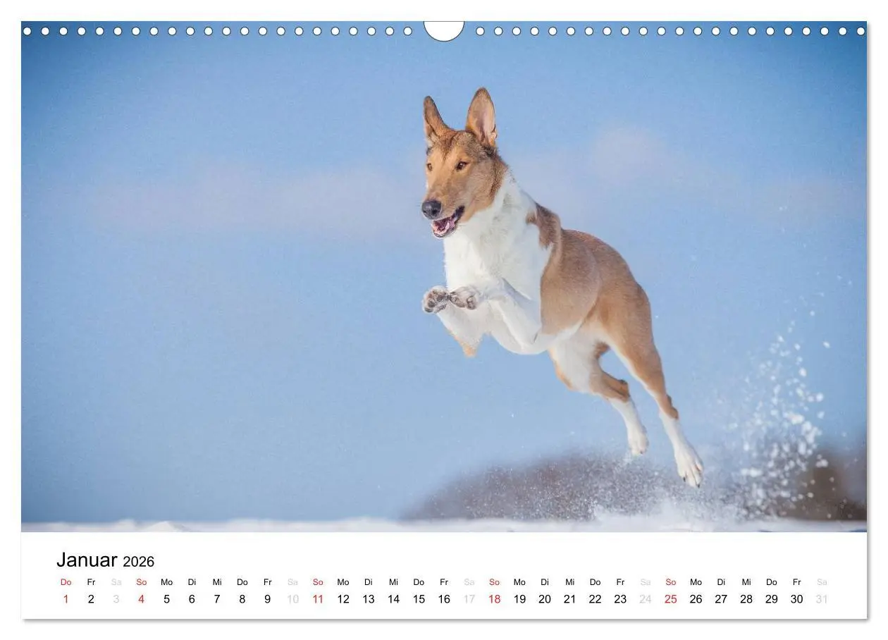 Bild: 9783516034196 | Collies 2026 in Kurz- und Langhaar (Wandkalender 2026 DIN A3 quer),...