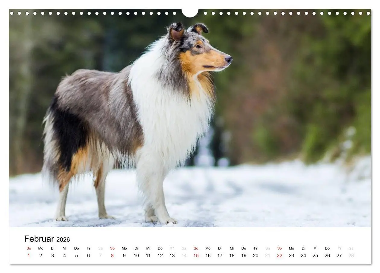 Bild: 9783516034196 | Collies 2026 in Kurz- und Langhaar (Wandkalender 2026 DIN A3 quer),...