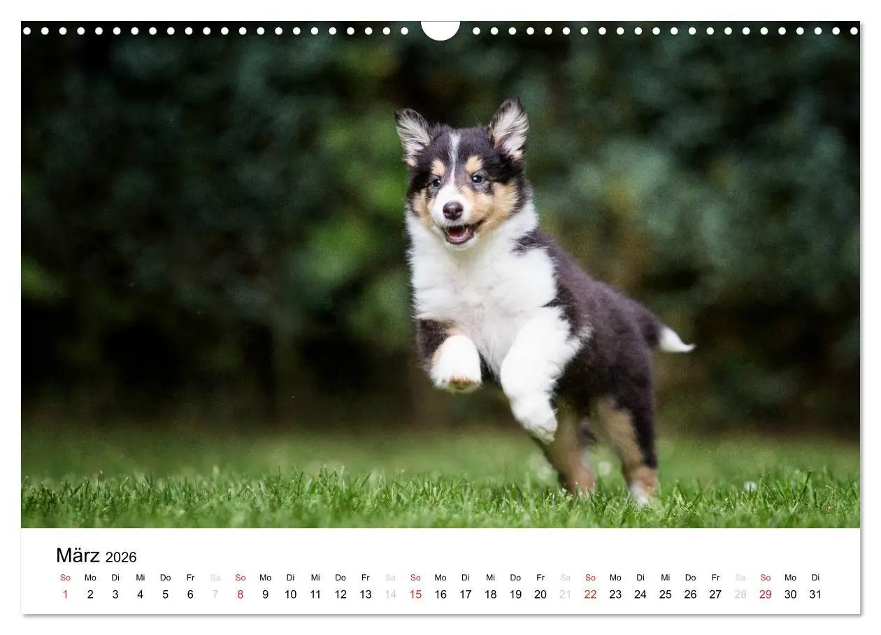 Bild: 9783516034196 | Collies 2026 in Kurz- und Langhaar (Wandkalender 2026 DIN A3 quer),...