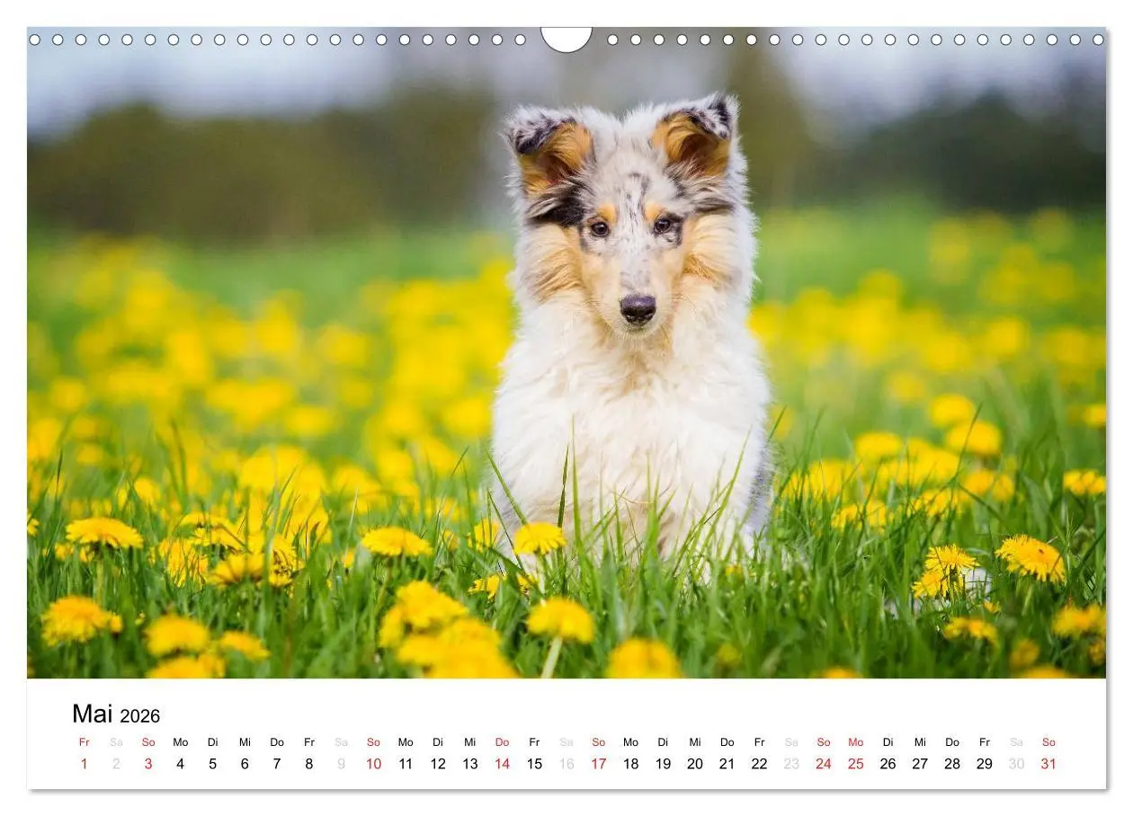 Bild: 9783516034196 | Collies 2026 in Kurz- und Langhaar (Wandkalender 2026 DIN A3 quer),...