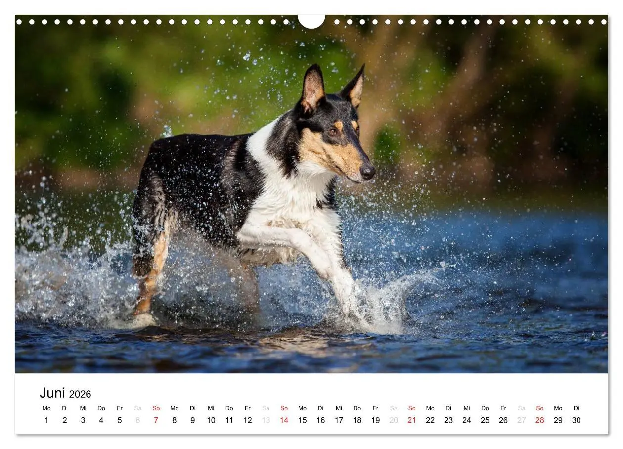 Bild: 9783516034196 | Collies 2026 in Kurz- und Langhaar (Wandkalender 2026 DIN A3 quer),...