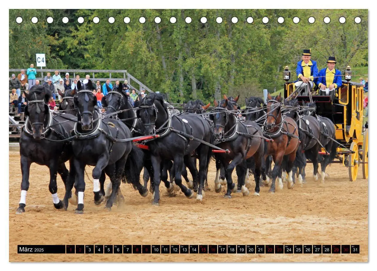 Bild: 9783435394296 | Schwere Warmblüter 2025 (Tischkalender 2025 DIN A5 quer), CALVENDO...