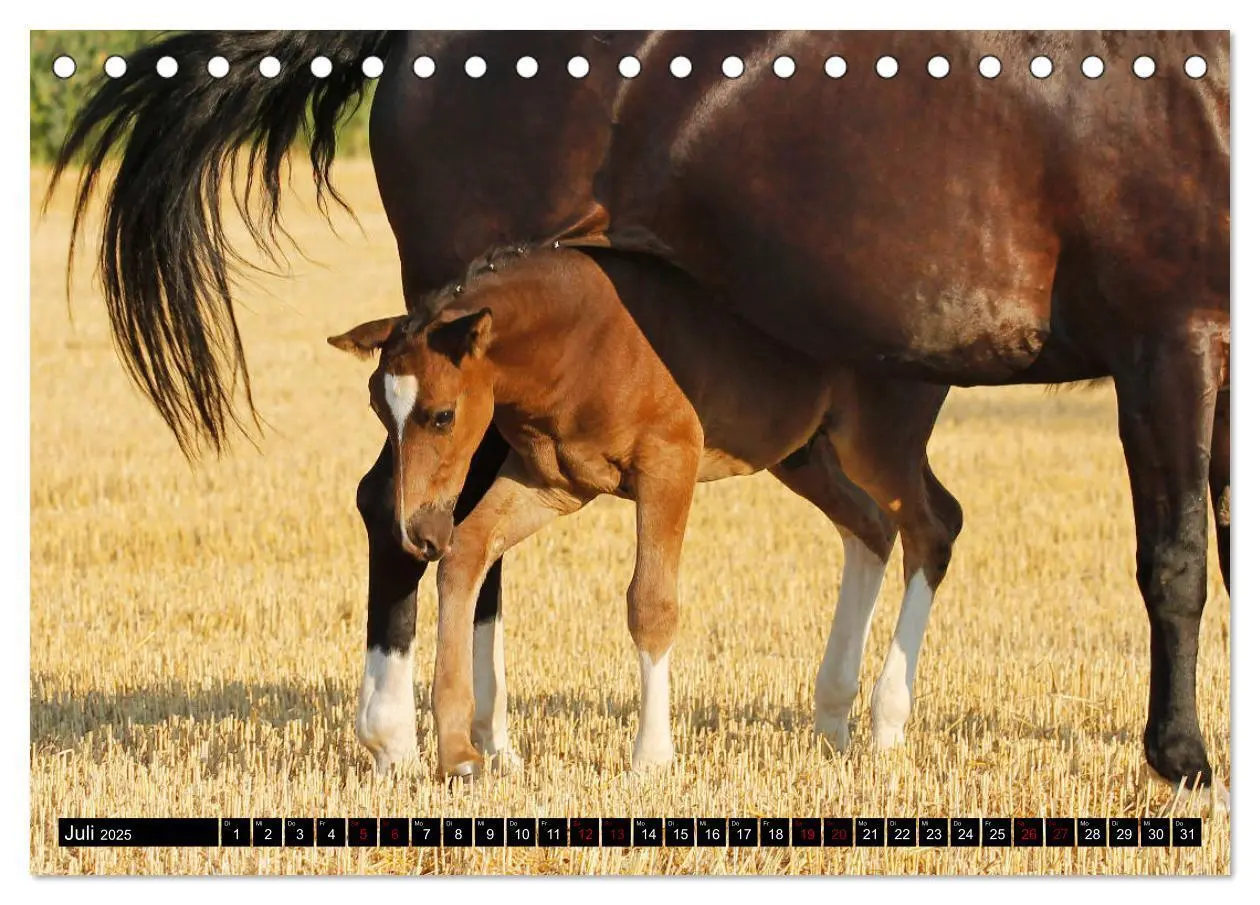 Bild: 9783435394296 | Schwere Warmblüter 2025 (Tischkalender 2025 DIN A5 quer), CALVENDO...