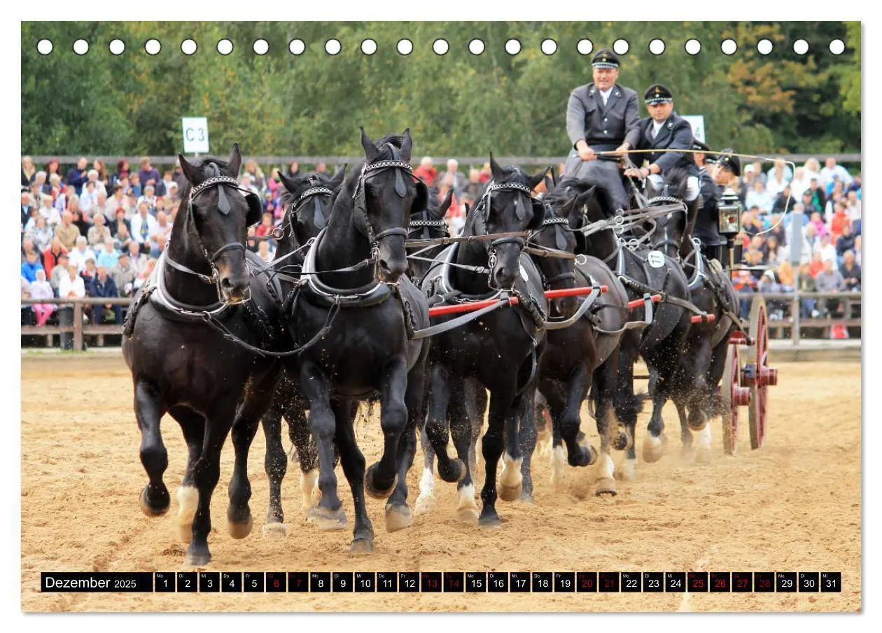 Bild: 9783435394296 | Schwere Warmblüter 2025 (Tischkalender 2025 DIN A5 quer), CALVENDO...