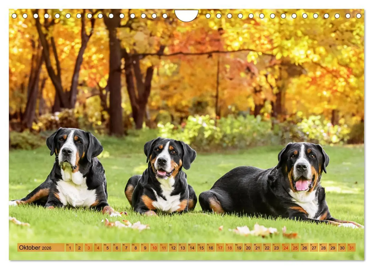 Bild: 9783457314296 | Große Schweizer - Gigantische Sennenhunde (Wandkalender 2026 DIN A4...