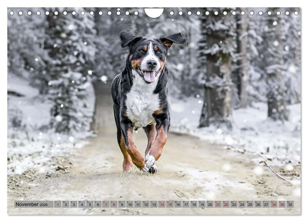 Bild: 9783457314296 | Große Schweizer - Gigantische Sennenhunde (Wandkalender 2026 DIN A4...