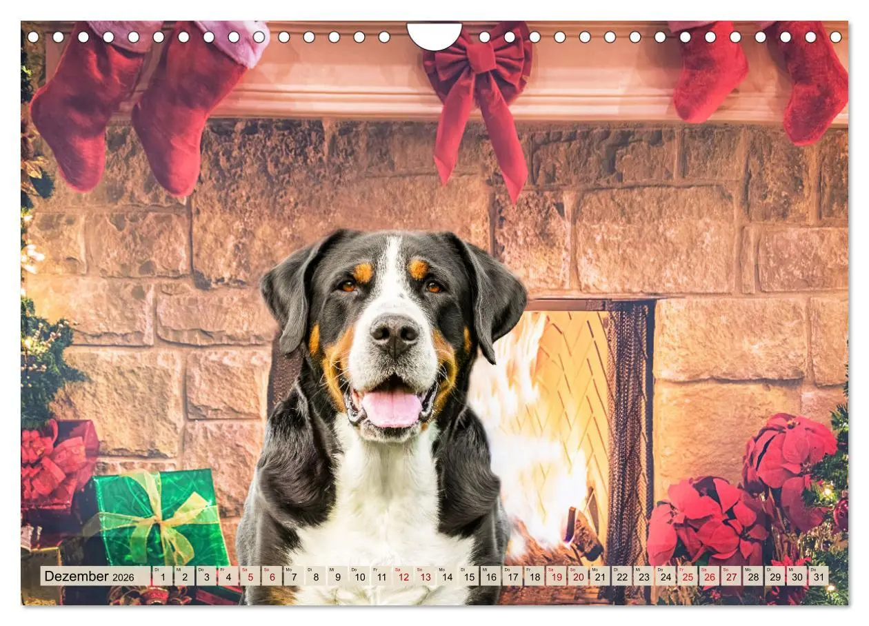 Bild: 9783457314296 | Große Schweizer - Gigantische Sennenhunde (Wandkalender 2026 DIN A4...