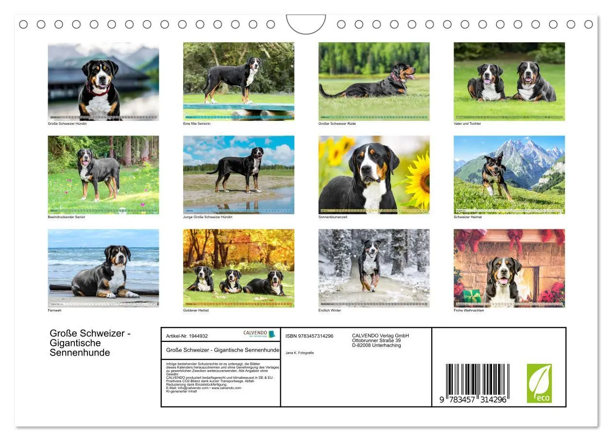 Bild: 9783457314296 | Große Schweizer - Gigantische Sennenhunde (Wandkalender 2026 DIN A4...