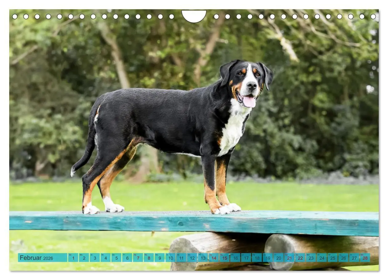 Bild: 9783457314296 | Große Schweizer - Gigantische Sennenhunde (Wandkalender 2026 DIN A4...