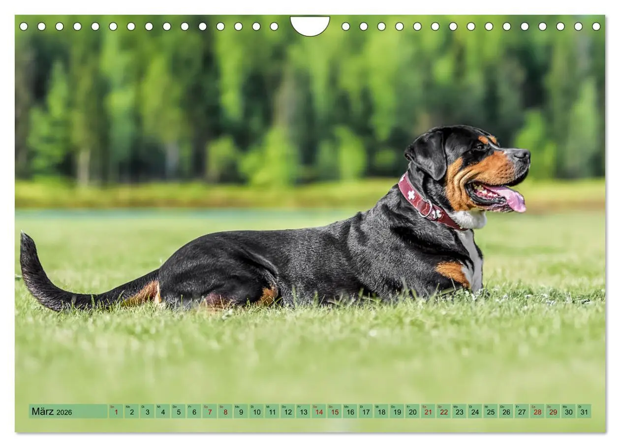 Bild: 9783457314296 | Große Schweizer - Gigantische Sennenhunde (Wandkalender 2026 DIN A4...