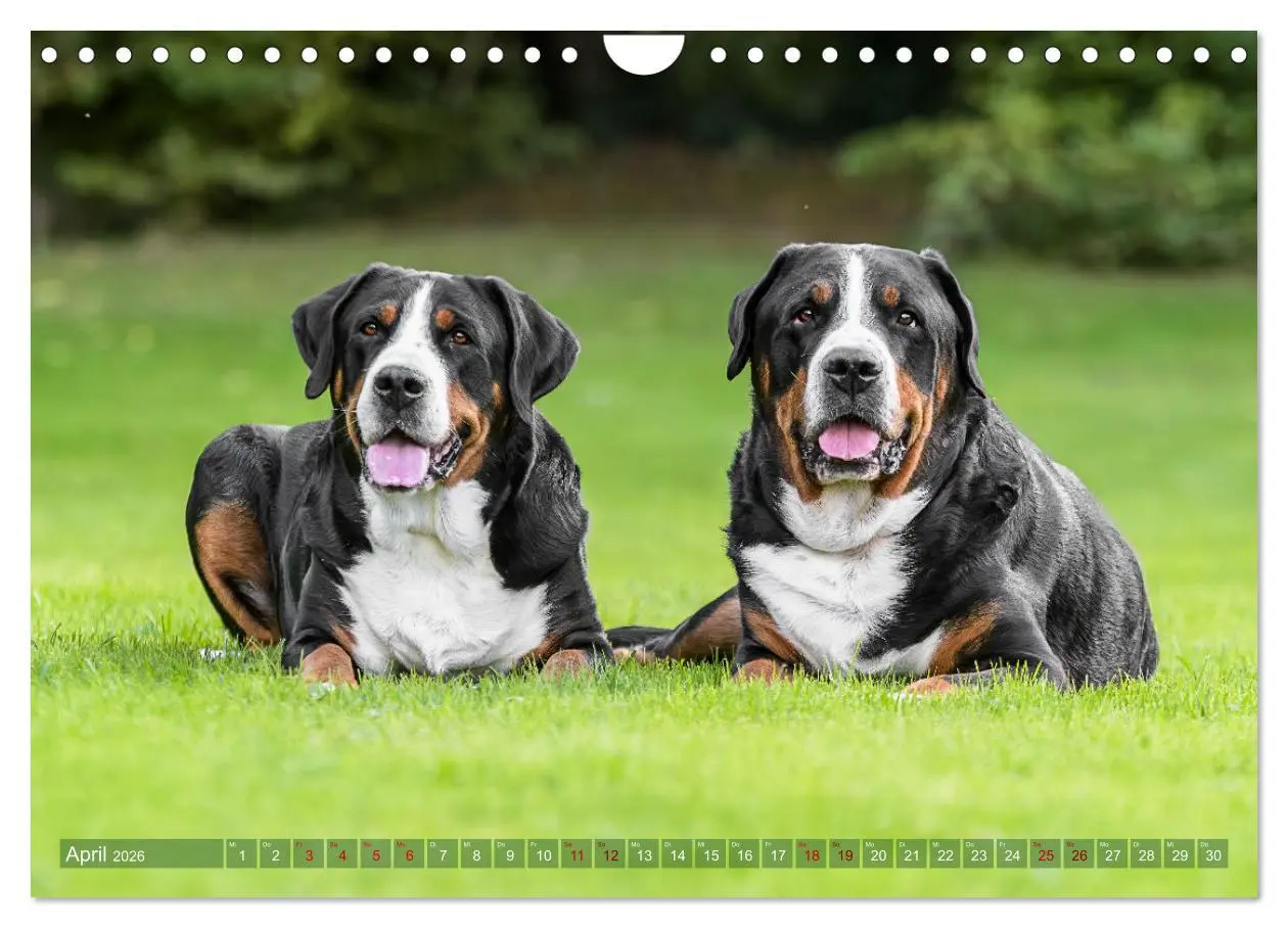 Bild: 9783457314296 | Große Schweizer - Gigantische Sennenhunde (Wandkalender 2026 DIN A4...