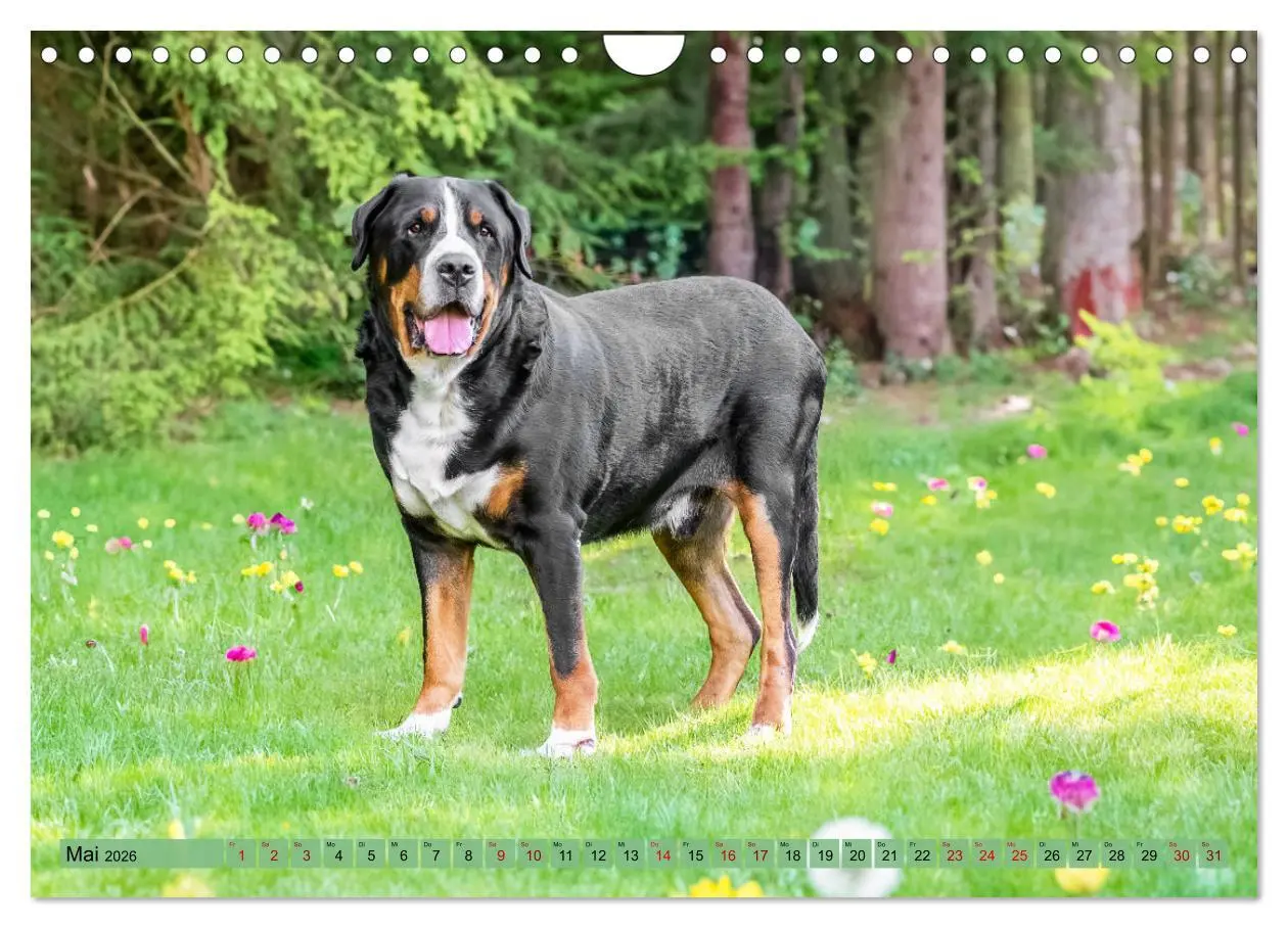 Bild: 9783457314296 | Große Schweizer - Gigantische Sennenhunde (Wandkalender 2026 DIN A4...