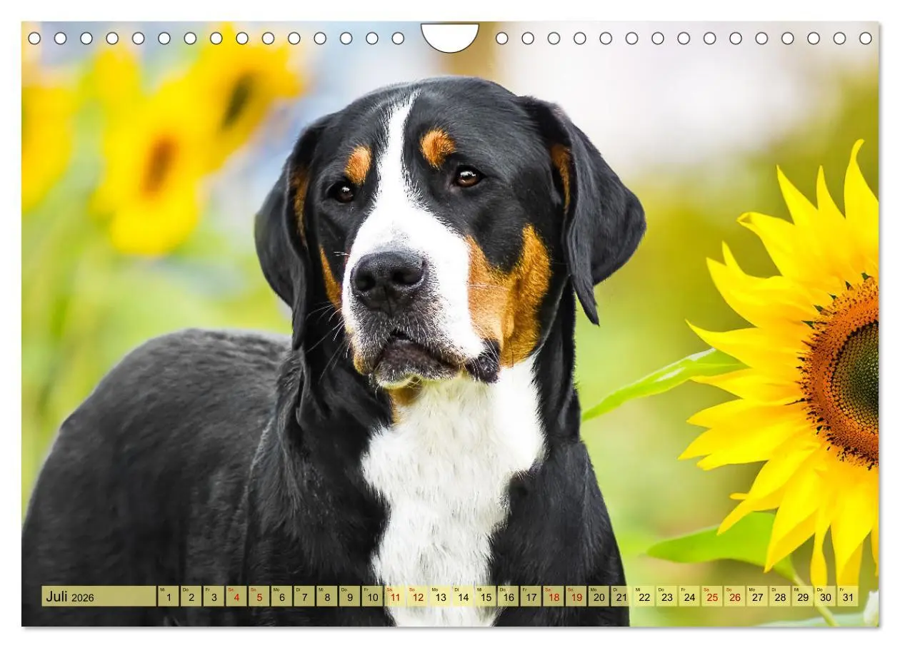 Bild: 9783457314296 | Große Schweizer - Gigantische Sennenhunde (Wandkalender 2026 DIN A4...
