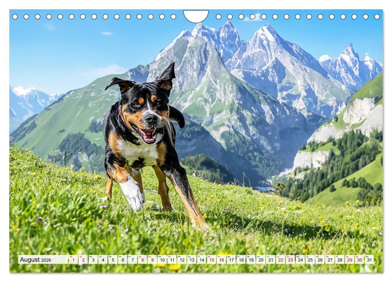 Bild: 9783457314296 | Große Schweizer - Gigantische Sennenhunde (Wandkalender 2026 DIN A4...
