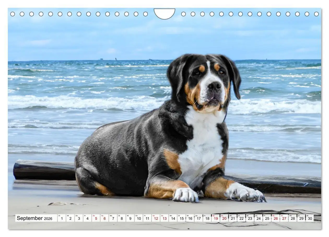 Bild: 9783457314296 | Große Schweizer - Gigantische Sennenhunde (Wandkalender 2026 DIN A4...