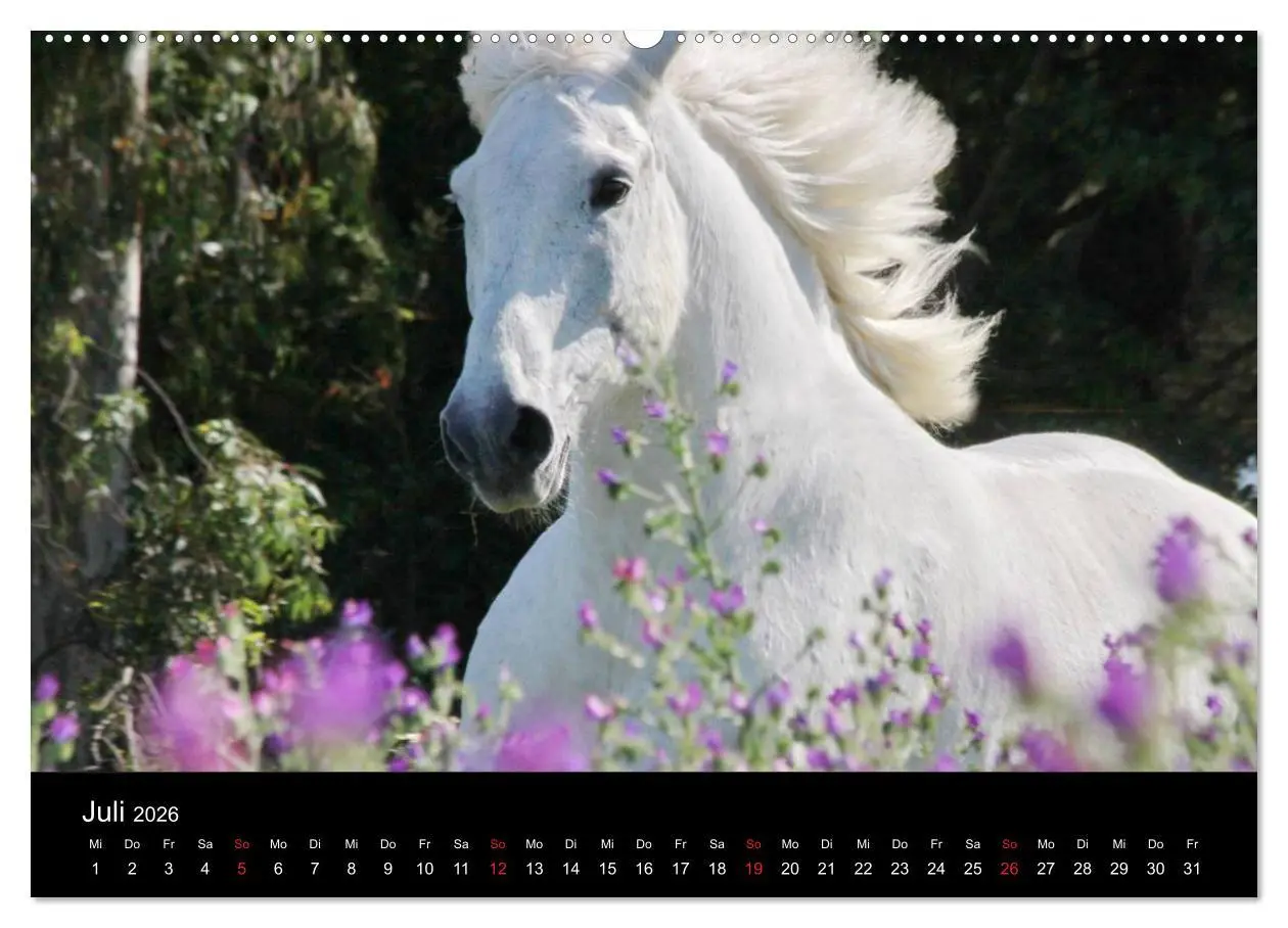 Bild: 9783516024296 | Caballos Spanische Pferde 2026 (Wandkalender 2026 DIN A2 quer),...