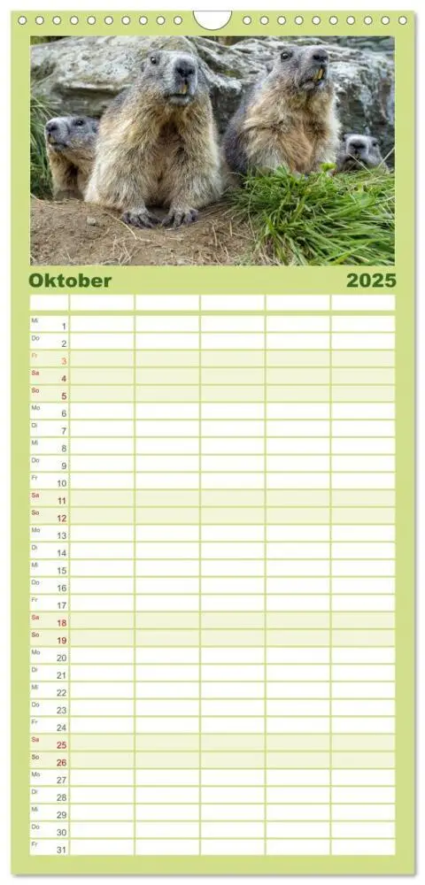 Bild: 9783457094396 | Familienplaner 2025 - Alpenmurmeltiere - Stars vor der Kamera mit 5...