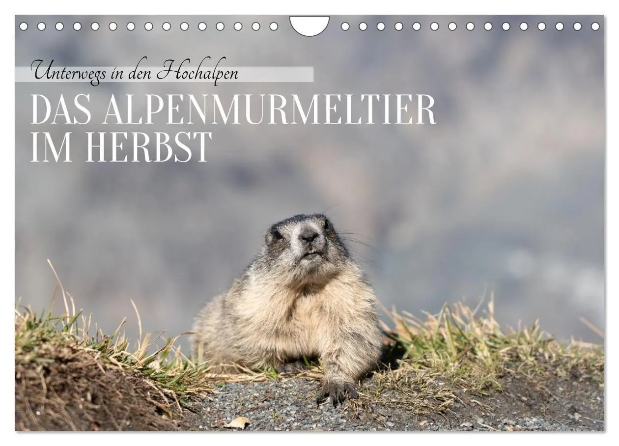 Cover: 9783516704396 | Unterwegs in den Hochalpen - Das Alpenmurmeltier im Herbst...