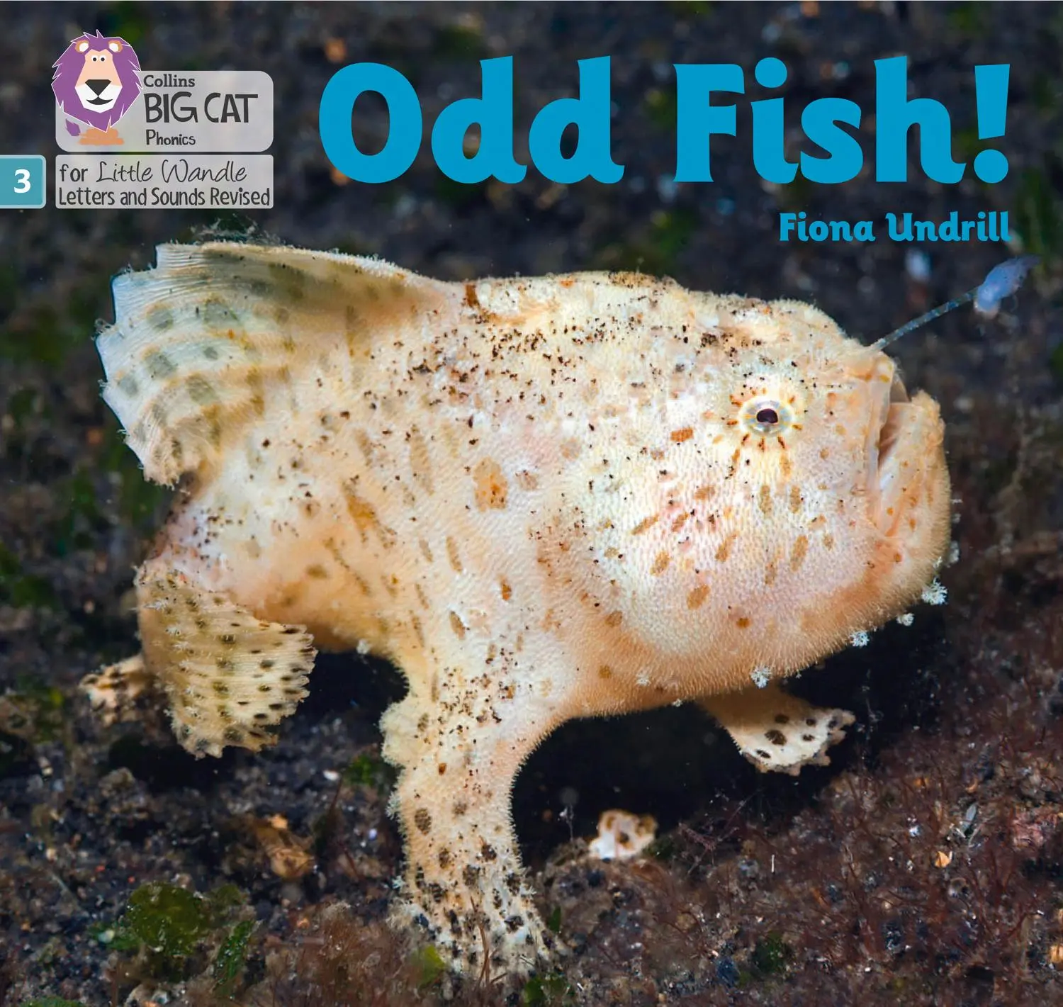 Cover: 9780008504496 | Odd Fish! | Phase 3 Set 1 | Fiona Undrill | Taschenbuch | Englisch