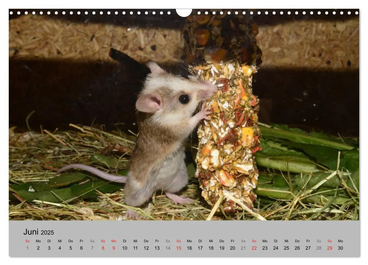 Bild: 9783435684496 | Mausebande (Wandkalender 2025 DIN A3 quer), CALVENDO Monatskalender