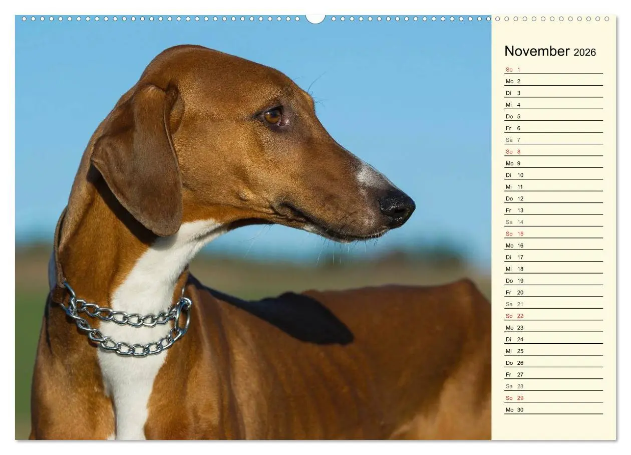 Bild: 9783516004496 | Windhund der Wüste - Der Azawakh (Wandkalender 2026 DIN A2 quer),...
