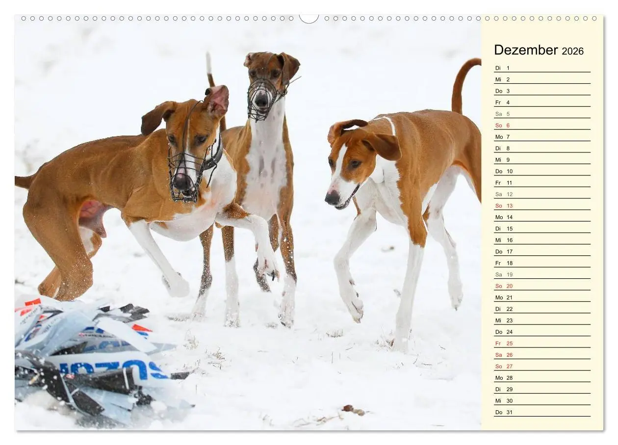 Bild: 9783516004496 | Windhund der Wüste - Der Azawakh (Wandkalender 2026 DIN A2 quer),...