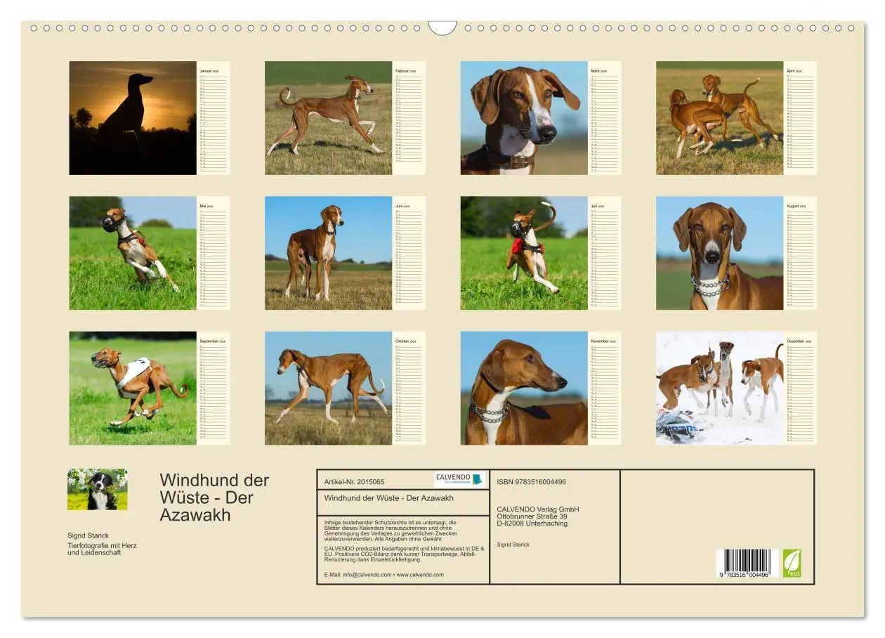 Bild: 9783516004496 | Windhund der Wüste - Der Azawakh (Wandkalender 2026 DIN A2 quer),...