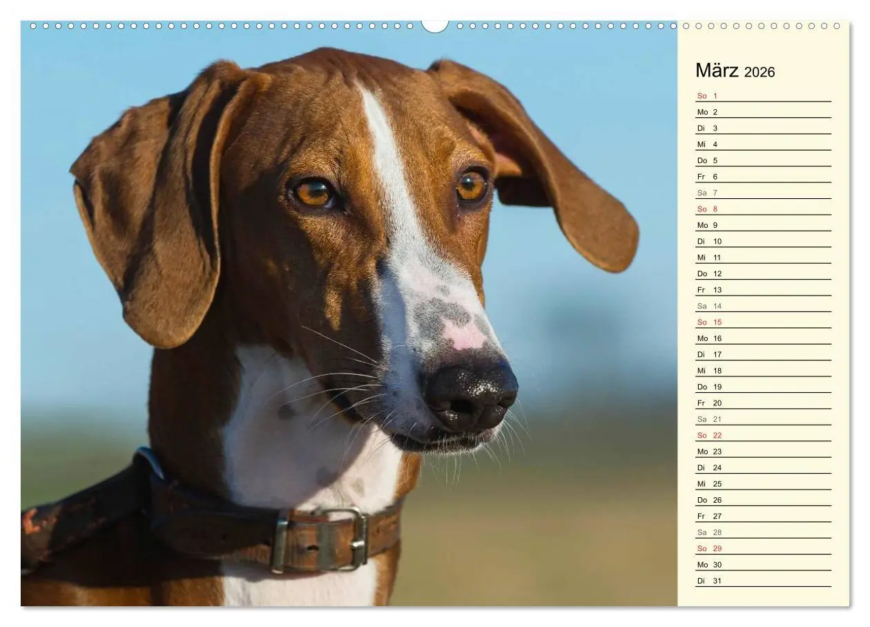 Bild: 9783516004496 | Windhund der Wüste - Der Azawakh (Wandkalender 2026 DIN A2 quer),...