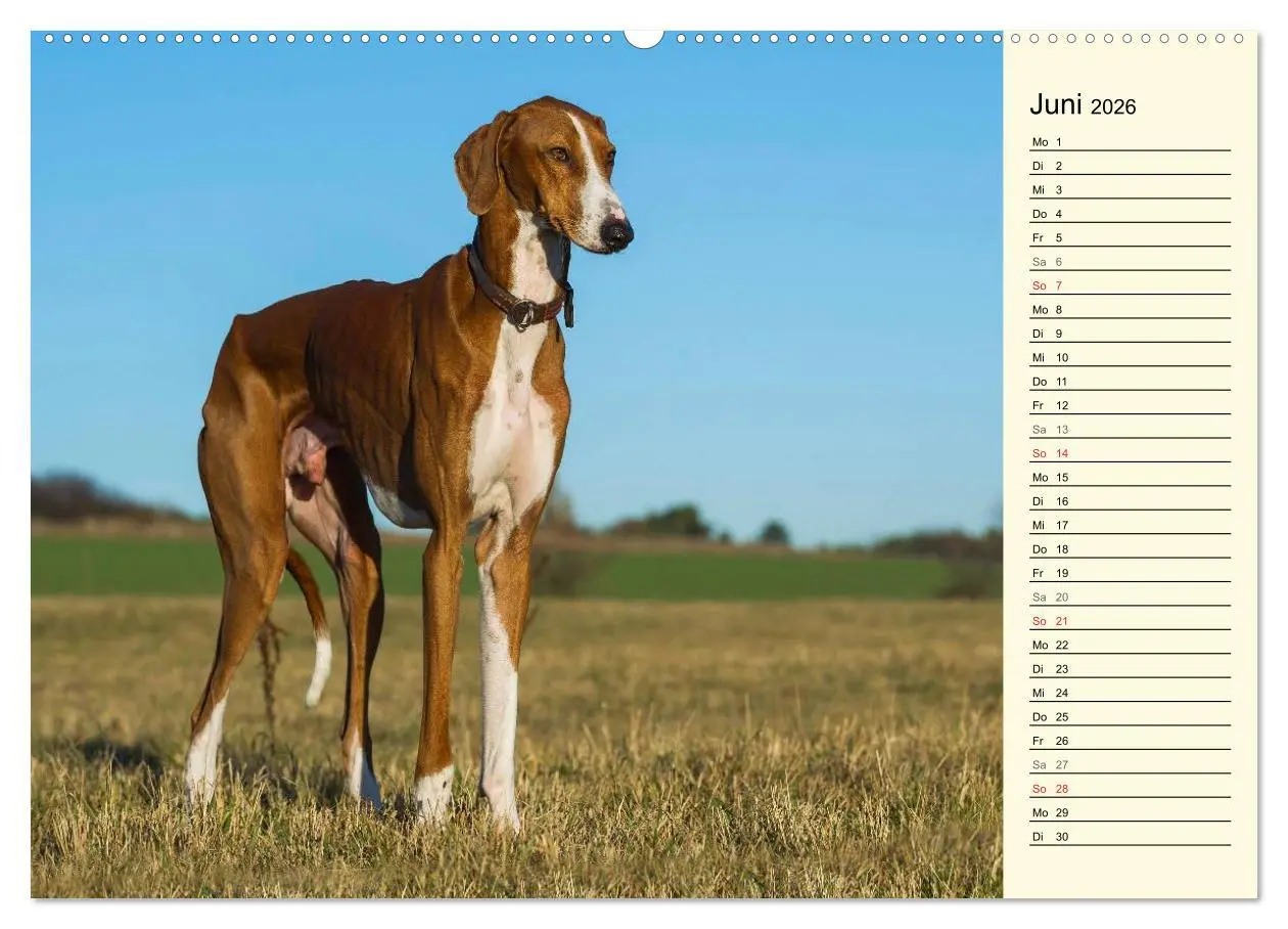 Bild: 9783516004496 | Windhund der Wüste - Der Azawakh (Wandkalender 2026 DIN A2 quer),...