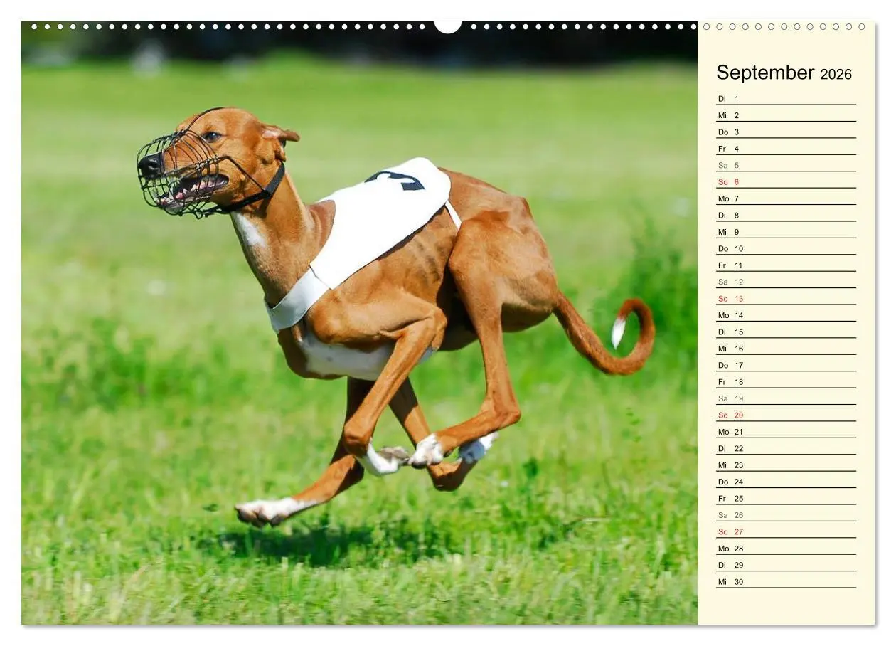 Bild: 9783516004496 | Windhund der Wüste - Der Azawakh (Wandkalender 2026 DIN A2 quer),...
