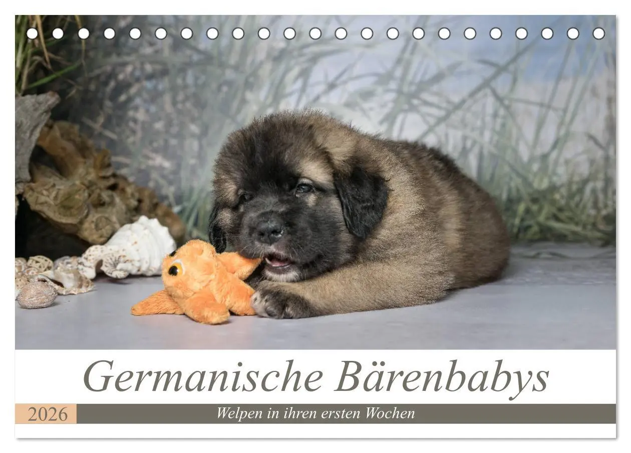 Cover: 9783457834596 | Germanische Bärenbabys (Tischkalender 2026 DIN A5 quer), CALVENDO...