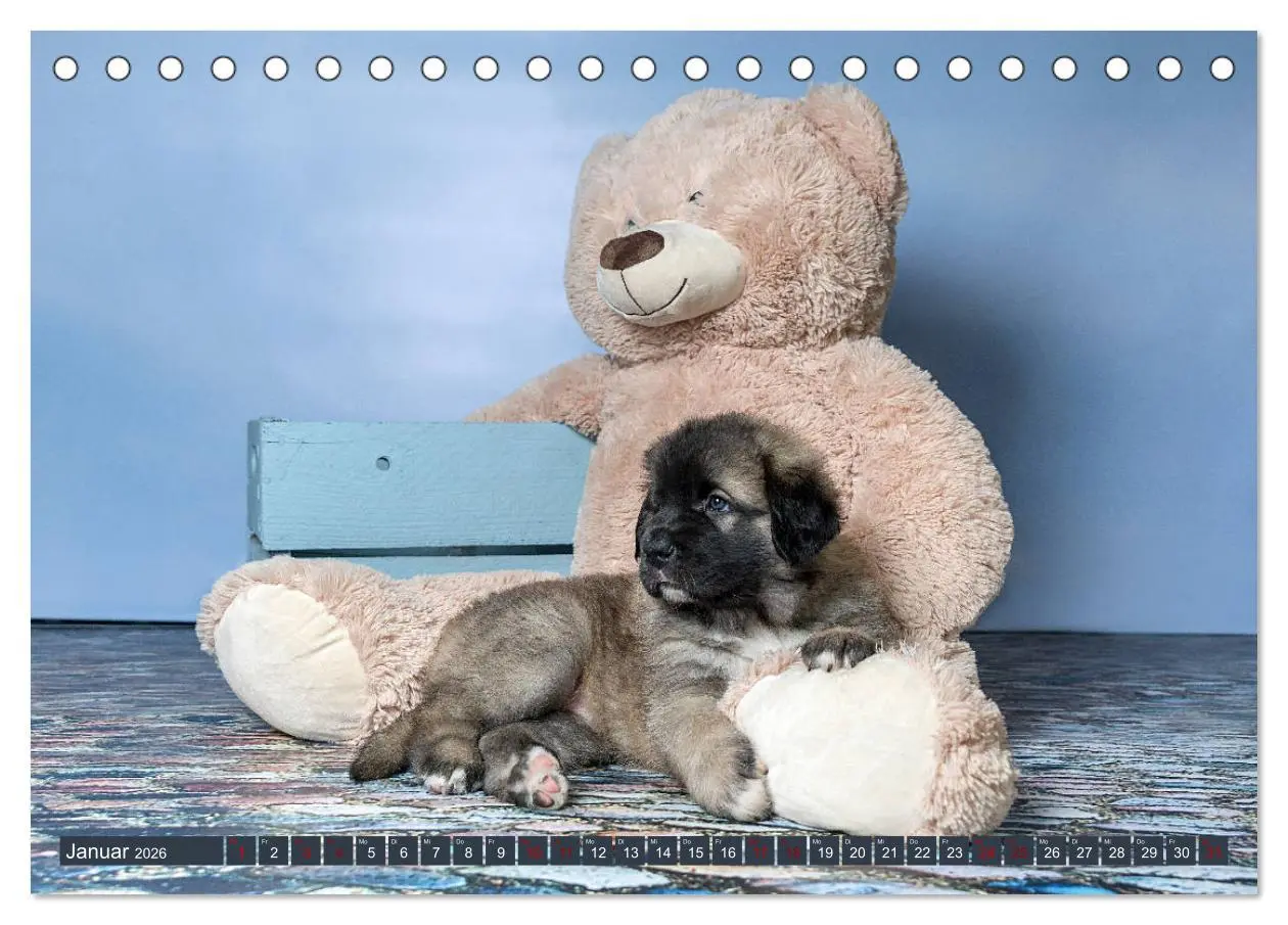 Bild: 9783457834596 | Germanische Bärenbabys (Tischkalender 2026 DIN A5 quer), CALVENDO...