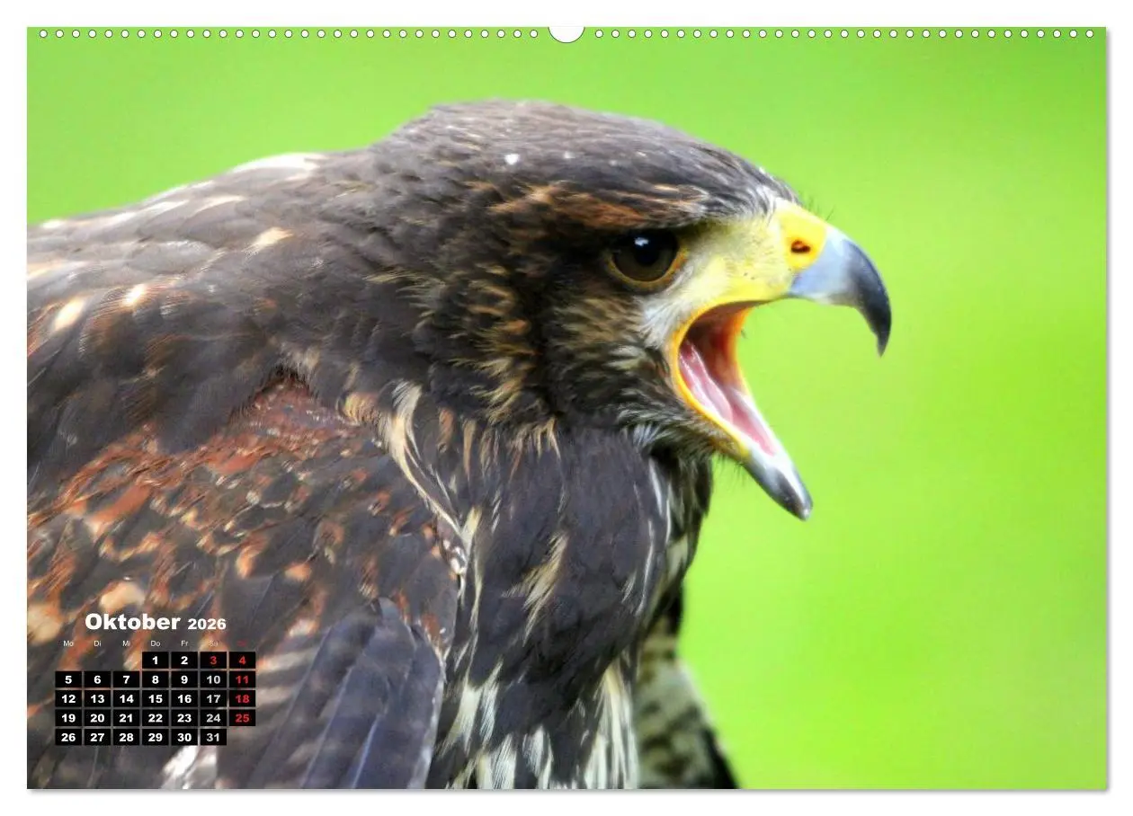 Bild: 9783457994696 | Greifvögel, Eulen und Käuze (Wandkalender 2026 DIN A2 quer),...