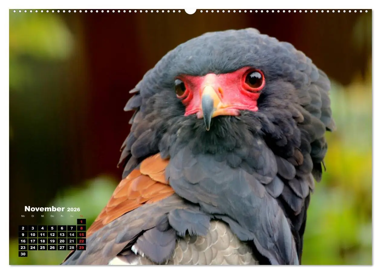 Bild: 9783457994696 | Greifvögel, Eulen und Käuze (Wandkalender 2026 DIN A2 quer),...