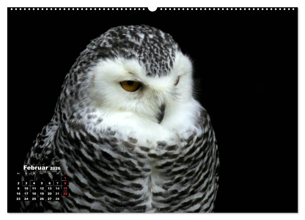Bild: 9783457994696 | Greifvögel, Eulen und Käuze (Wandkalender 2026 DIN A2 quer),...