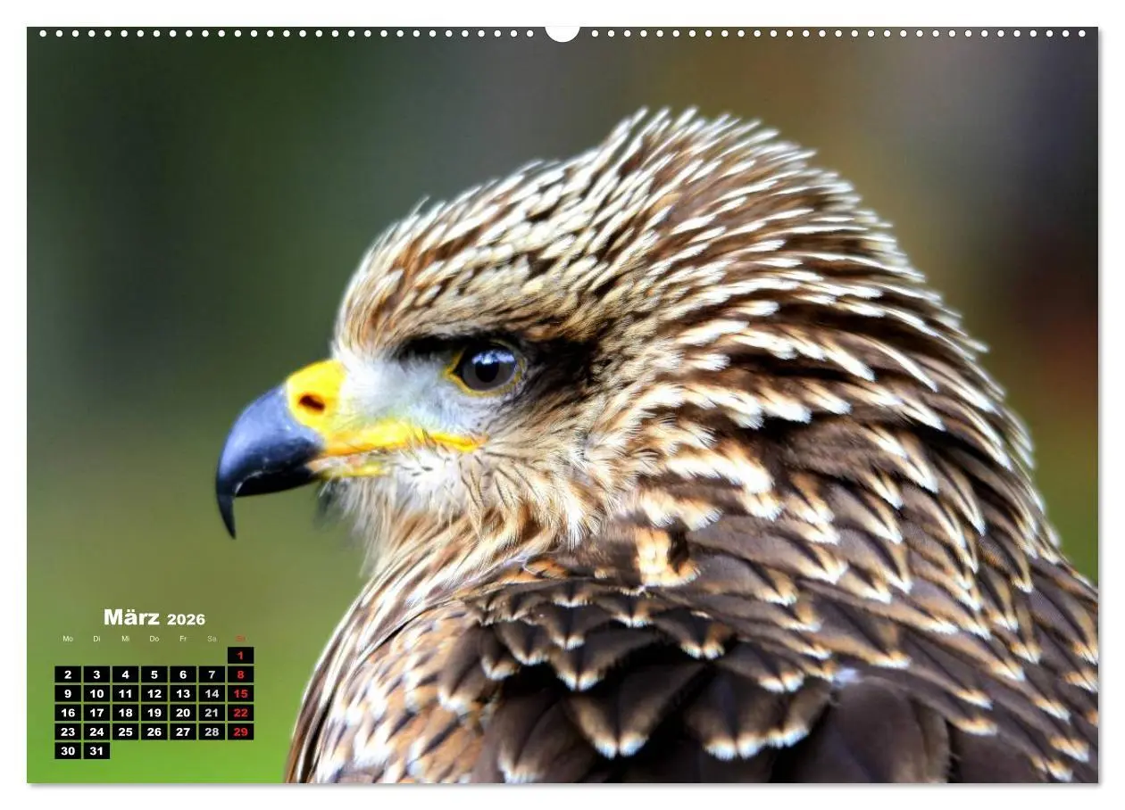 Bild: 9783457994696 | Greifvögel, Eulen und Käuze (Wandkalender 2026 DIN A2 quer),...