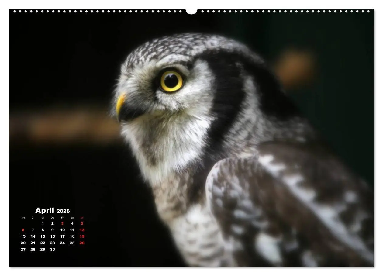 Bild: 9783457994696 | Greifvögel, Eulen und Käuze (Wandkalender 2026 DIN A2 quer),...
