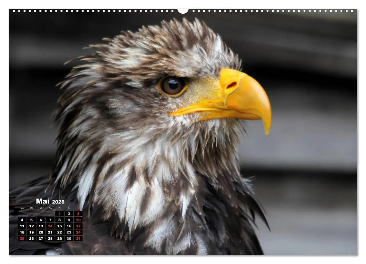 Bild: 9783457994696 | Greifvögel, Eulen und Käuze (Wandkalender 2026 DIN A2 quer),...