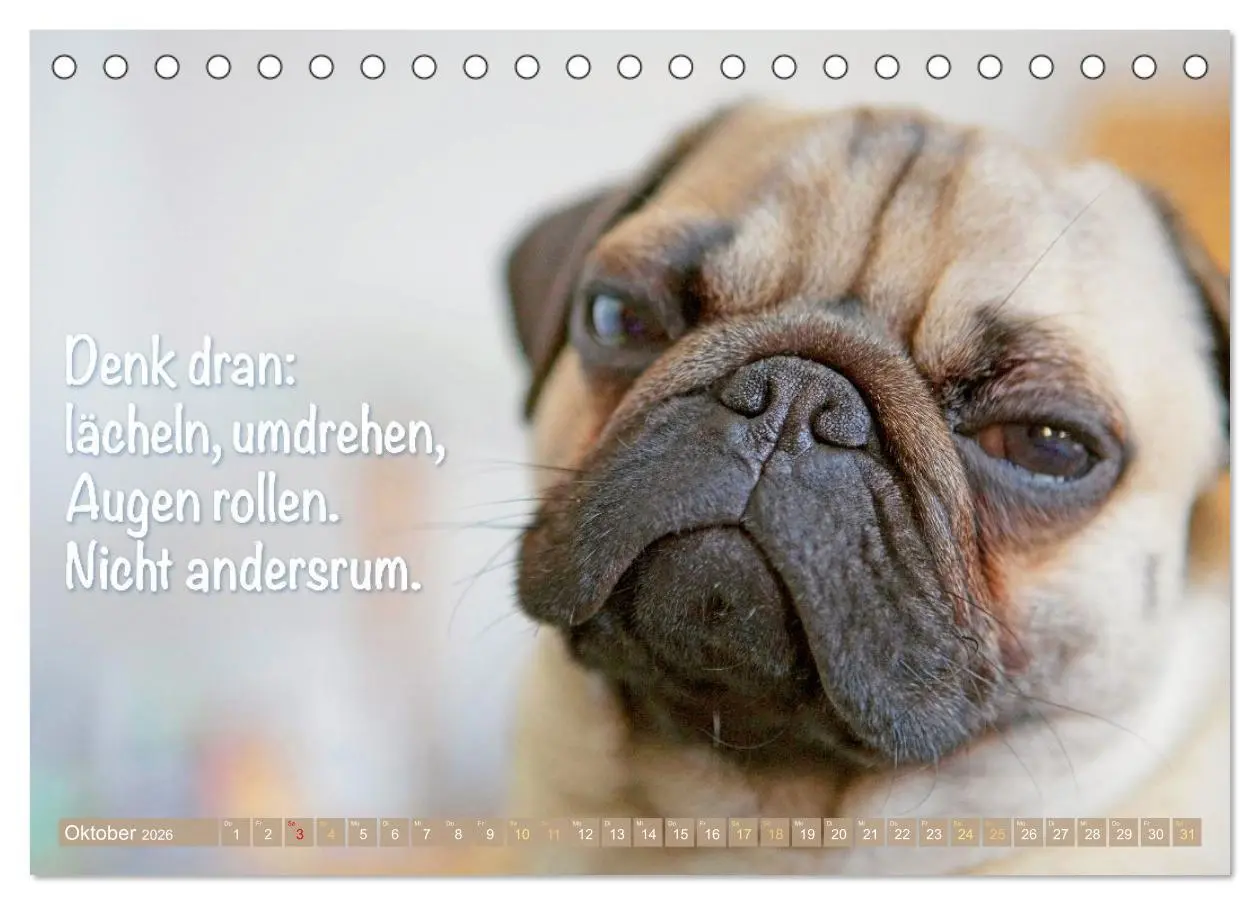 Bild: 9783516604696 | Mopsala: Vom Glück, ein Mops zu sein (Tischkalender 2026 DIN A5...