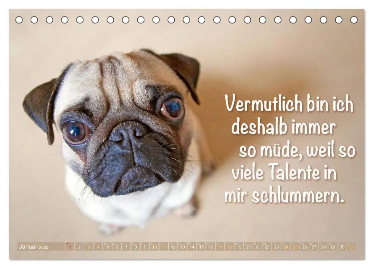 Bild: 9783516604696 | Mopsala: Vom Glück, ein Mops zu sein (Tischkalender 2026 DIN A5...