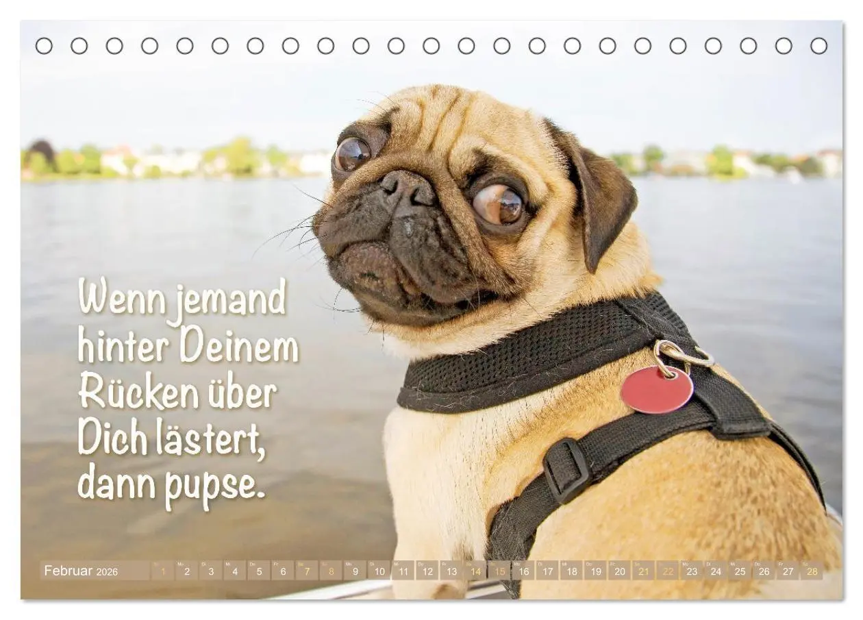 Bild: 9783516604696 | Mopsala: Vom Glück, ein Mops zu sein (Tischkalender 2026 DIN A5...