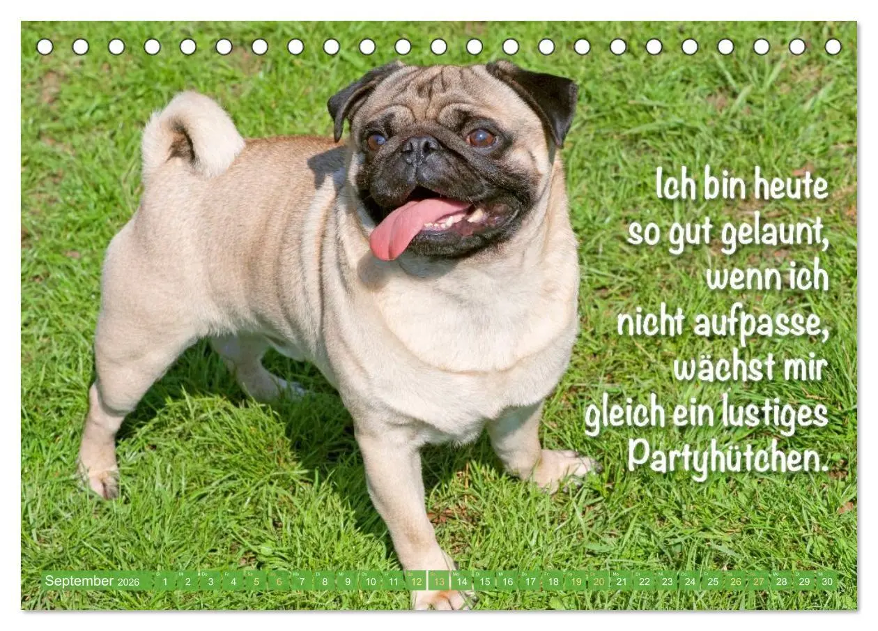Bild: 9783516604696 | Mopsala: Vom Glück, ein Mops zu sein (Tischkalender 2026 DIN A5...