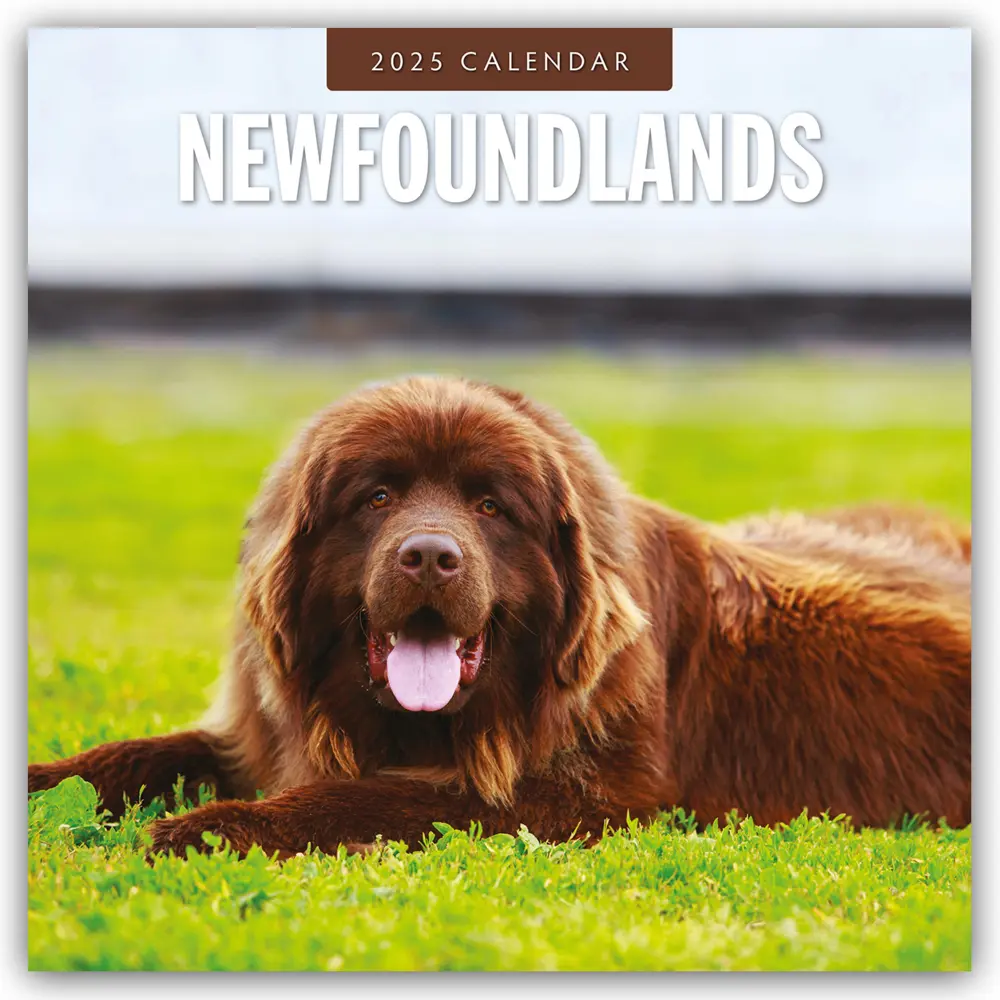 Cover: 9781804424896 | Newfoundlands - Neufundländer 2025 - 16-Monatskalender | Ltd | 14 S.