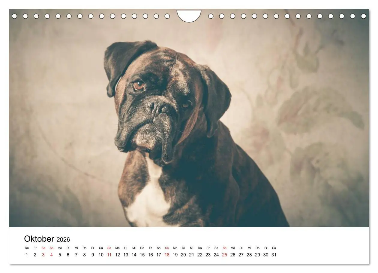 Bild: 9783516064896 | Deutscher Boxer (Wandkalender 2026 DIN A4 quer), CALVENDO...