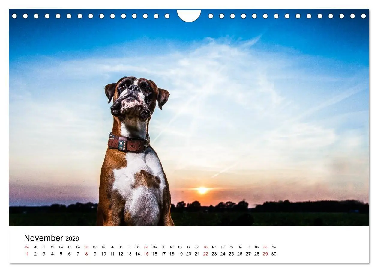 Bild: 9783516064896 | Deutscher Boxer (Wandkalender 2026 DIN A4 quer), CALVENDO...