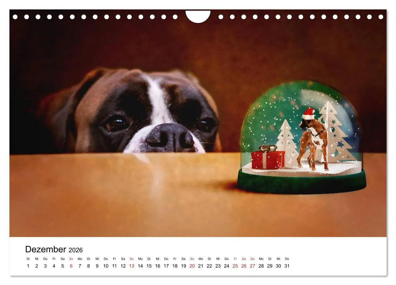 Bild: 9783516064896 | Deutscher Boxer (Wandkalender 2026 DIN A4 quer), CALVENDO...